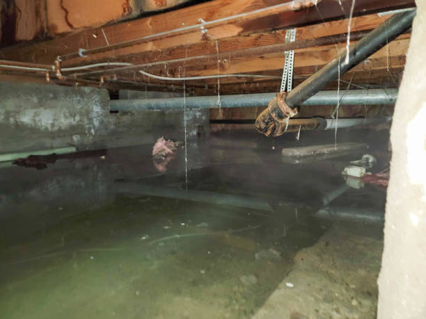 Best Professional water damage repair  in Calumet, PA